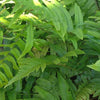 Bakker - Fougère trompe-d'éléphant - Dryopteris cycadina (atrata) - Plantes d'intérieur