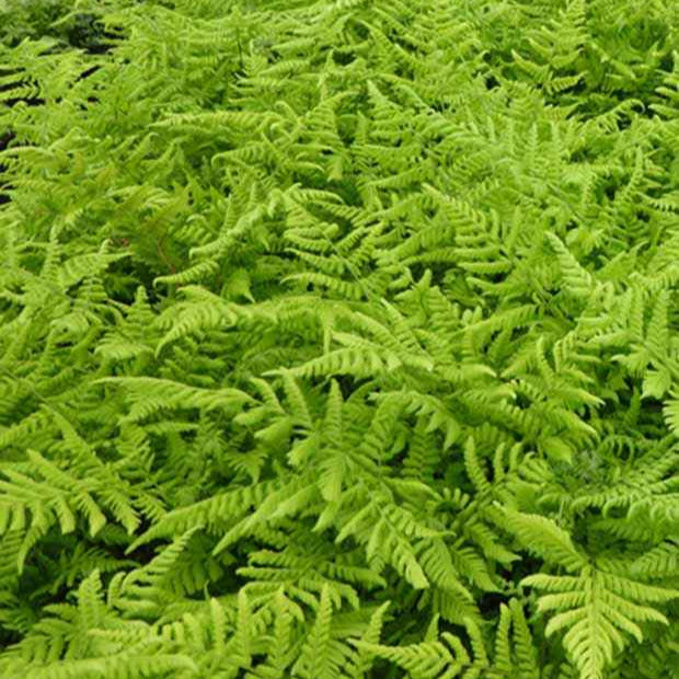 Plantes vivaces - Fougère dilatée - Dryopteris dilatata