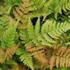 Bakker - Fougère rose cuivré - Dryopteris erythrosora - Par espèce