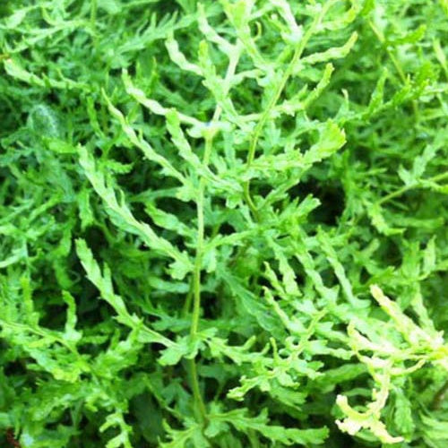 Dryopteris filix-mas linearis polydactyla - Fougère mâle Linearis Polydactyla - Fougères