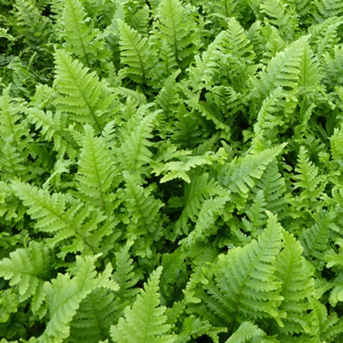 Fougère mâle Cristata - Dryopteris filix-mas cristata - Bakker