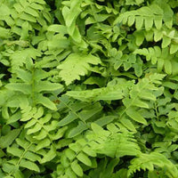 Bakker - Fougère de Noël - Polystichum acrostichoides - Plantes d'extérieur