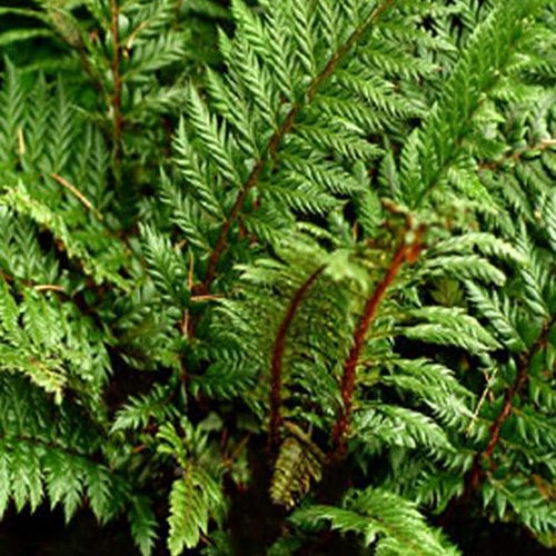 Polystic à feuille de houx Siny Holly Fern - Fougère - Polystichum shinny holly fern - Plantes d'intérieur