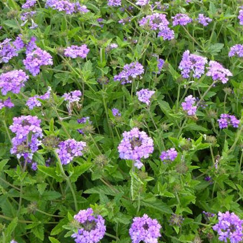 Verveine vivace Muriel - Bakker