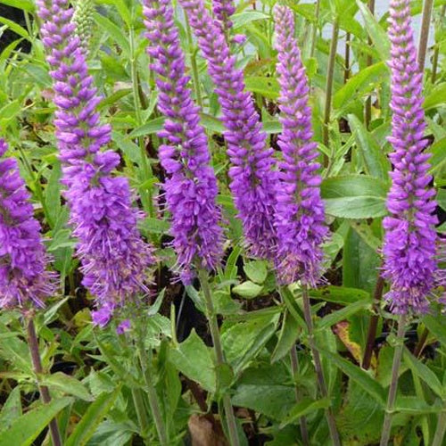 Véronique Purpleicious - Bakker