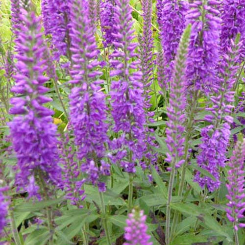 Véronique Eveline - Bakker