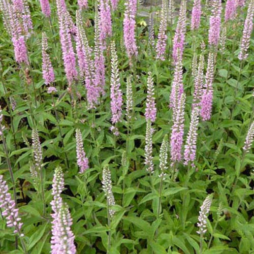 Bakker - 3 Véronique Pink Damask - Veronica pink damask - Plantes d'extérieur