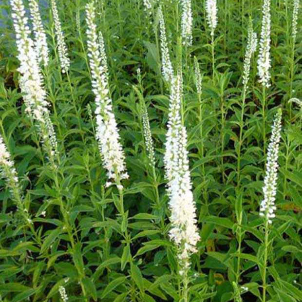 Véronique blanche à longues feuilles Schneeriesin - Bakker.com | France