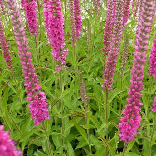 Bakker - Véronique en épis Rotfuchs - Veronica spicata rotfuchs - Plantes d'extérieur