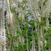 Bakker - Véronique de Virginie blanche - Veronicastrum virginicum album - Plantes d'extérieur