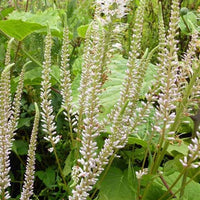 Bakker - Véronique de Virginie Pink Glow - Veronicastrum virginicum pink glow - Arbustes et vivaces