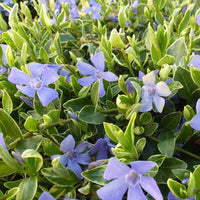 Bakker - 3 Petites pervenches Aureovariegata - Vinca minor aureovariegata - Plantes d'extérieur