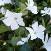 Bakker - 3 Petites pervenches Gertrude Jekyll - Vinca minor gertrude jekyll - Plantes d'extérieur