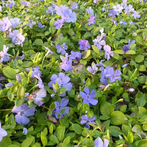 Bakker - 3 Petites pervenches Marie - Vinca minor marie - Plantes d'extérieur