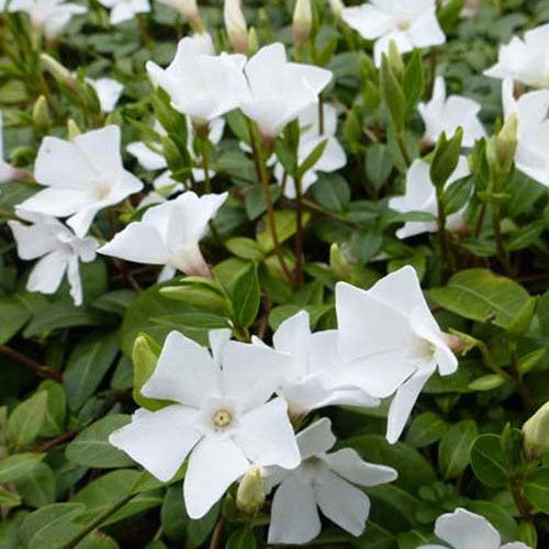 3 Petites pervenches White Power - Bakker