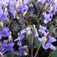 Bakker - 3 Violettes de Labrador - Viola labradorica - Plantes d'extérieur