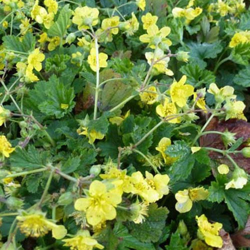 Bakker - 3 Waldsteinia geoides - Waldsteinia geoides - Plantes d'extérieur