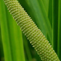 Bakker - Acore odorant - Acorus calamus (kalmoes) - Toutes les plantes de bassin