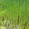 Bakker - Jonc des chaisiers Jonc des tonneliers - Schoenoplectus lacustris - Plantes d'extérieur