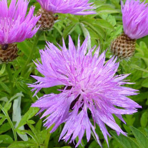 Bakker - Centaurée de Perse - Centaurea dealbata - Plantes d'extérieur