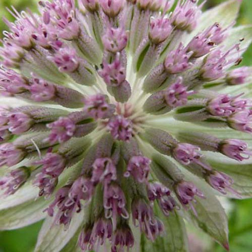 Bakker - Grande astrance Buckland - Astrantia major buckland - Plantes d'extérieur