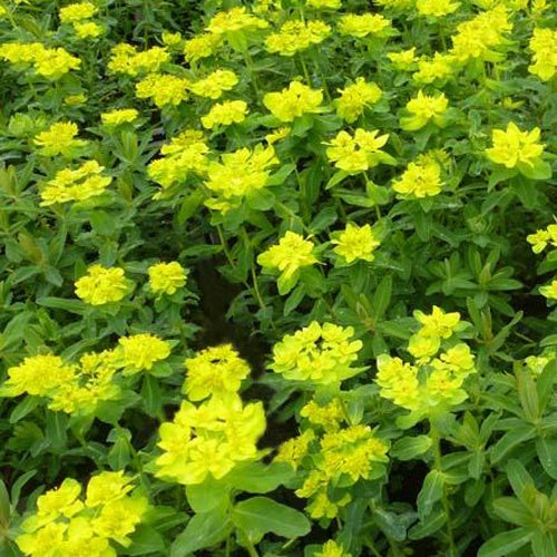 Euphorbe - Euphorbe polychrome - Euphorbia polychroma