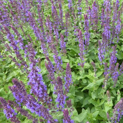 Bakker - Sauge des bois Blaukonigin - Salvia nemorosa Blaukönigin - Plantes d'extérieur