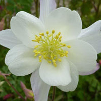 3 Ancolies Snow Queen - Bakker