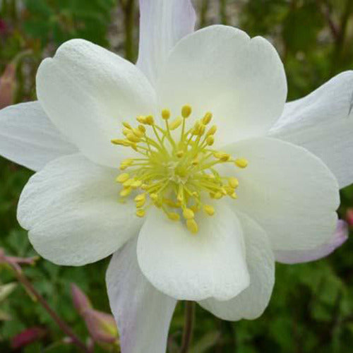 Bakker - 3 Ancolies Snow Queen - Aquilegia snow queen - Plantes d'extérieur