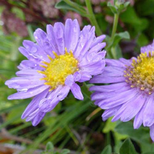 Œil de Christ Rudolf Goethe - Aster - Bakker