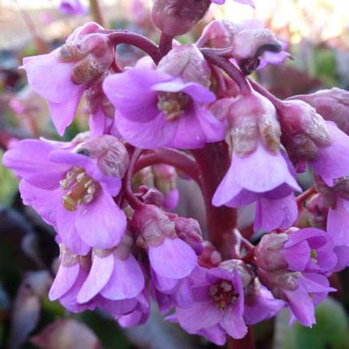 Bakker - Bergénia pourpre - Bergenia purpurascens - Plantes d'extérieur