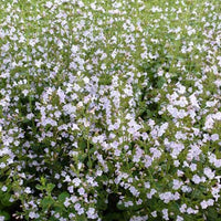 Bakker - 3 Petits calaments - Calamintha nepeta subsp. nepeta - Plantes d'extérieur