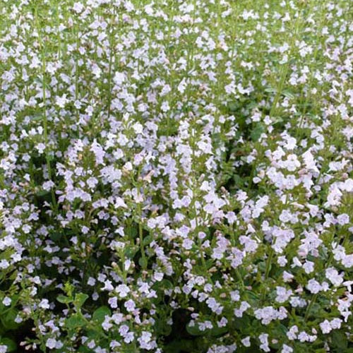 Calamintha nepeta subsp. nepeta - Petit calament - Calament