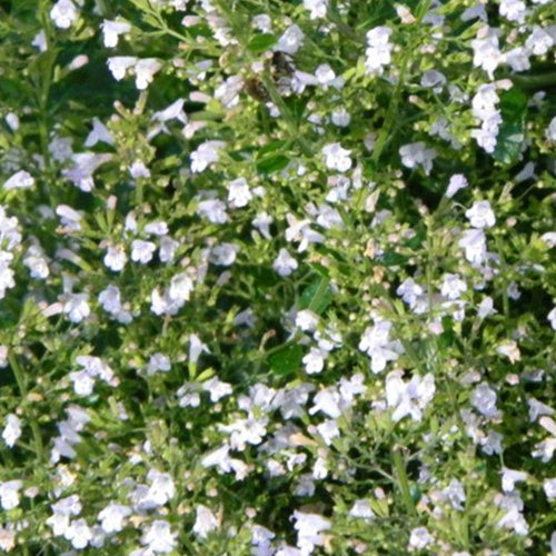 Bakker - Petit calament White Cloud - Calamintha nepeta white cloud - Plantes d'extérieur