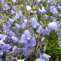 Bakker - 3 Campanules fluette - Campanula cochleariifolia - Plantes d'extérieur