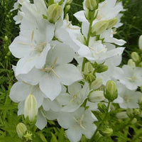 Bakker - Campanule à fleurs larges Alba - Campanula latiloba alba - Plantes d'extérieur