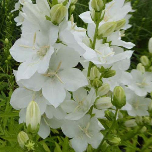 Campanule à fleurs larges Alba - Bakker