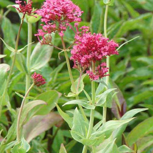 Bakker - 3 Valérianes rouges - Centranthus ruber coccineus - Plantes d'extérieur