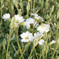 Bakker - 3 Céraistes de Bieberstein - Cerastium biebersteinii - Plantes d'extérieur