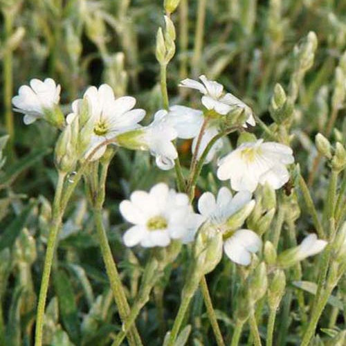 Vente Céraiste de Bieberstein - Cerastium biebersteinii
