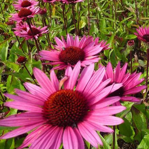 Bakker - Rudbeckia pourpre Fatal Attraction- Echinacea - Echinacea purpurea fatal attraction - Plantes d'extérieur