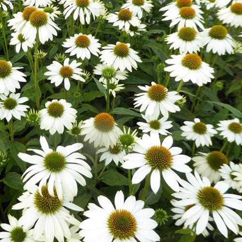 Bakker - Rudbeckia pourpre Pow Wow White - Echinacea - Echinacea purpurea pas709018 powwow white ( powwow - Plantes d'extérieur