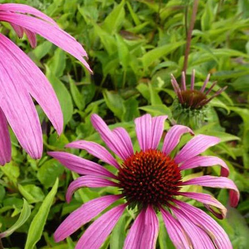 Bakker - Rudbeckia pourpre Rubinstern - Echinacea - Echinacea purpurea rubinstern - Plantes d'extérieur