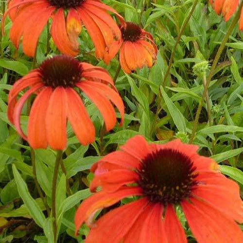 Bakker - Rudbeckia pourpre Tangerine Dream - Echinacea - Echinacea purpurea tangerine dream - Plantes d'extérieur