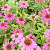 Bakker - Echinacée Powwow Wild Berry - Echinacea purpurea pas702917 powwow wild berry ( p - Plantes d'extérieur