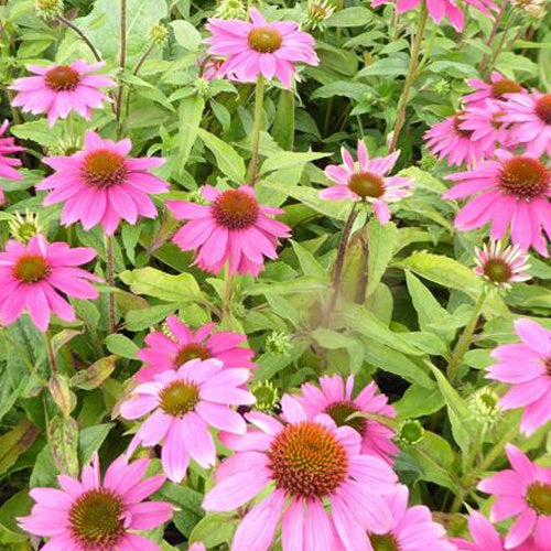 Echinacée Powwow Wild Berry - Bakker