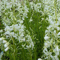 Bakker - Épilobe blanche - Epilobium angustifolium album - Plantes d'extérieur