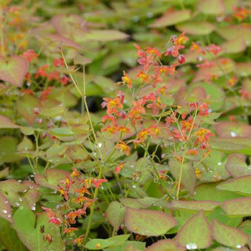 Epimedium pubigerum Orangekonigin - Bakker