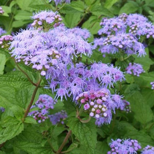 Eupatoire à fleurs d'ageratum - Bakker