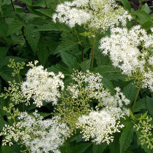 Filipendule pourpre Alba - Reine des prés - Bakker